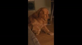 Dog stops scratching after owner farts in Bangkok