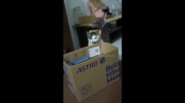 Cat walks around with object stuck around its neck