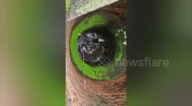 Social organisation saved a cow fell into a well  in Central India