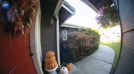 Hidden Buck Jumps In Front Of Delivery Man