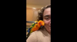 Sun conure sleeps on owner’s shoulder, uses feather to scratch head in Bellevue
