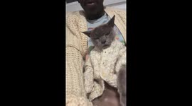 Purring Cat Snuggles In Matching Cardigan