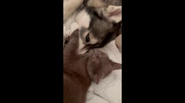 Cat Grooms And Cuddles Husky