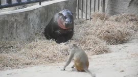 Moo Deng’s protective big sister fights with monkey