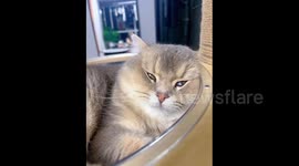 China: A kitten is half-awake with its eyes partially open while sleeping