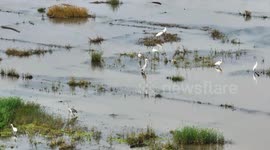 China: Egrets Live in Yanghe Wetland in Zhangjiakou