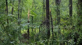Tropical Storm Sweeps Greater Oconee
