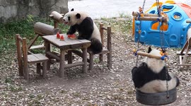 China: International Panda Day