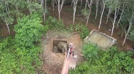 Wild elephant trapped in water pit rescued in China
