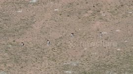 Wild Animals Tibetan Antelopes And Wild Donkeys Run on the Changtang Plateau in Ngari