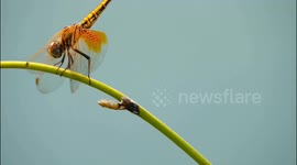 China: Dragonflies Sit on Branches of Plants Along The Banks of the Yangtze River in Yichang