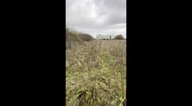 Incominggg! Puppy Cane Corso x Labrador Moose flattens his owner with enthusiasm.