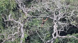 Rare gibbon species embrace new members in south China's Guangxi