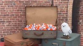 New Kinder Joy Harry Potter Funko POP! collection promotional event, Sydney, Australia