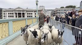 Actor Damian Lewis joins London Sheep Drive
