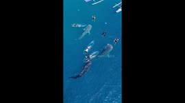 Exotic whale sharks in Indonesia are a very spectacular marine tourism destination
