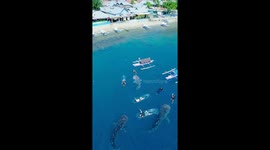 Exotic whale sharks in Indonesia are a very spectacular marine tourism destination