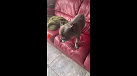 French bulldog refuses to let go of child's dummy in adorable footage