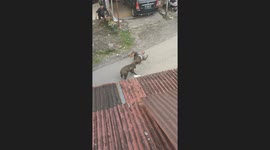Man vs. Beast: Wild boar mauls residents in Indonesian village
