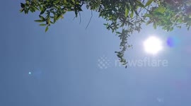 New goblet-shaped plant species found in south China