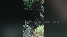 A dog was fallen in a dilapidated well Social organisation rescued in Central India