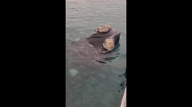 Unexpected Encounter: Young Whale Headbutts Boat in Mossel Bay, South Africa!