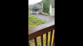 Aggressive Black Bear in Gatlinburg, Tennessee