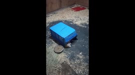Goat Kids Snuggle Under Plastic Bin