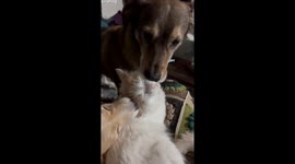 Adopted, but at What Cost?