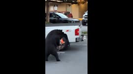 Brave man goes face-to-face with black bear in attempt to scare it off from food storage