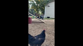 Baby Goats Can't Figure Out How Ramp Works