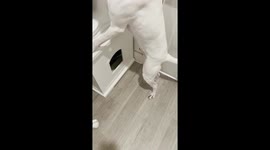 Dog's Aim Is Better Than Most Human Men
