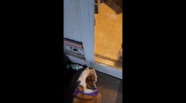 Bulldog Gets Excited for Skateboard Time