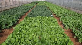 Pakistani expat learns growing Chinese cabbages in east China
