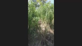 Nature captured throught train.. i have gone for trip to sri patha sri lanka