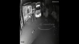 Leopard Intrudes Residential Area in Rajula, Amreli; Caught on CCTV Attacking a Dog