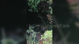 Daring rescue: Dog trapped for four days pulled out of well in central India