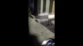 Injured stray cat rescued and rehabilitated in the Philippines