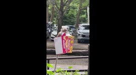 Monkey tucks into box of stolen donuts at zoo in Thailand