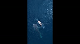 Tourists float alongside whale sharks in Indonesia