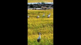 Oriental storks spotted in China's Da'an in large numbers