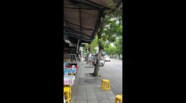 Tarzan cat swings from street stall parasol