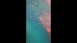 Whale shark whacks tourist with its tail