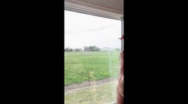 Field of cows baffled by farmer singing karaoke to them in New Zealand