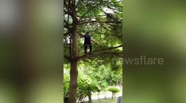 Snake wranglers catch 18ft python stuck up a tree