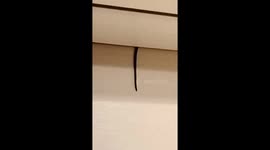Cold-blooded! Snake nest found in family's air con