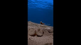 Freediver in mermaid suit swims with Nemo fish
