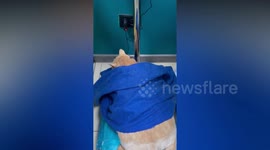 Chonky cat called 'Crumbs' loses second kilo after month at diet centre