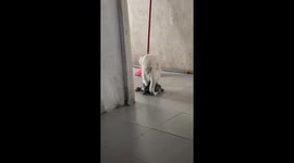 Cat Rides on Turtle's Shell