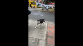 Fearless Canine Takes on Balloon Beast